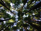 View looking upwards towards the tops of forest trees